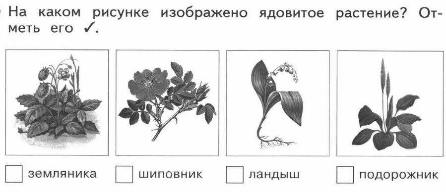 Какое растение на рисунке. Задание ядовитые растения. Ядовитые растения задания для дошкольников. Съедобные и ядовитые растения задания детям. Задания несъедобные растения.