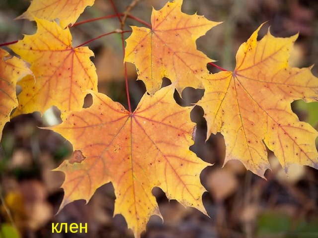 клен 