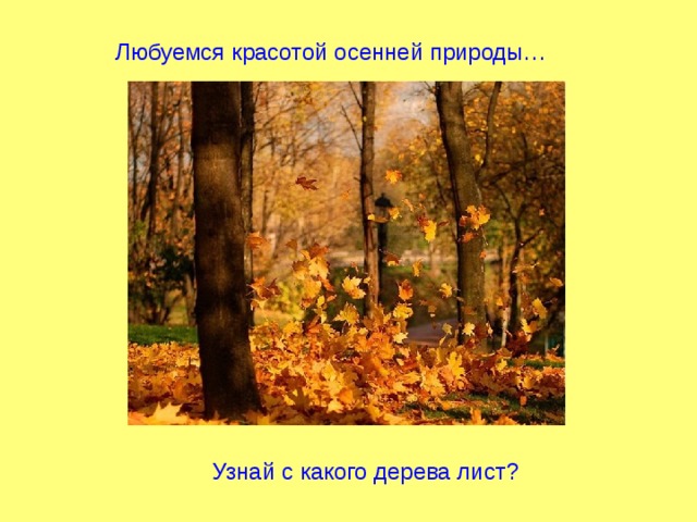 Любуемся красотой осенней природы… Узнай с какого дерева лист? 