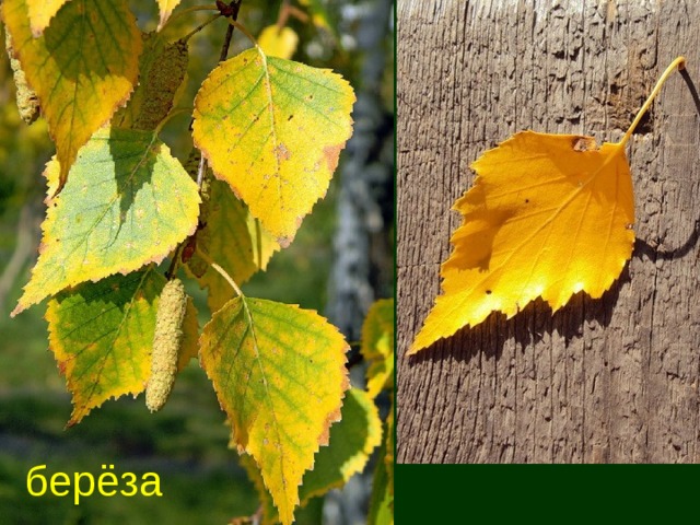 берёза 