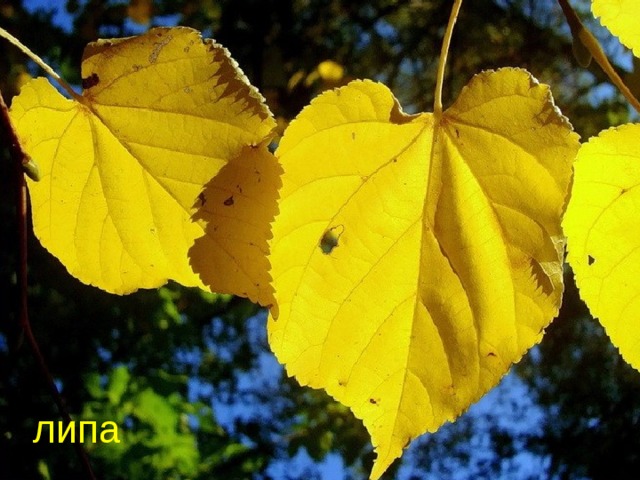 липа 