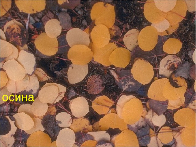 осина 