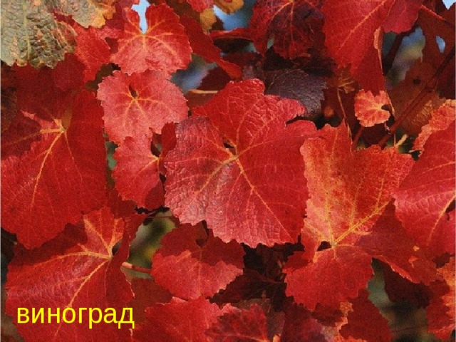 виноград 
