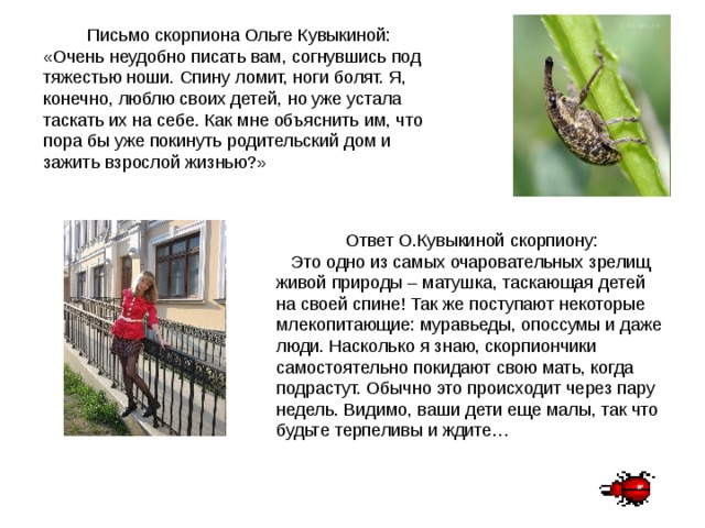 Письмо скорпиона Ольге Кувыкиной: «Очень неудобно писать вам, согнувшись под тяжестью ноши. Спину ломит, ноги болят. Я, конечно, люблю своих детей, но уже устала таскать их на себе. Как мне объяснить им, что пора бы уже покинуть родительский дом и зажить взрослой жизнью?»  Ответ О.Кувыкиной скорпиону:  Это одно из самых очаровательных зрелищ живой природы – матушка, таскающая детей на своей спине! Так же поступают некоторые млекопитающие: муравьеды, опоссумы и даже люди. Насколько я знаю, скорпиончики самостоятельно покидают свою мать, когда подрастут. Обычно это происходит через пару недель. Видимо, ваши дети еще малы, так что будьте терпеливы и ждите…