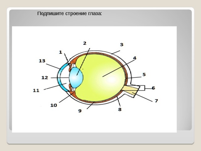 Тест по биологии 8 класс зрительный анализатор. Глазной анализатор строение рисунок. Строение человеческого глаза. Глаз строение глаза без подписей.