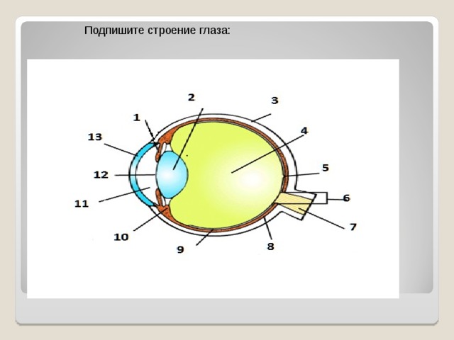 Строение глаза рисунок без подписей с цифрами