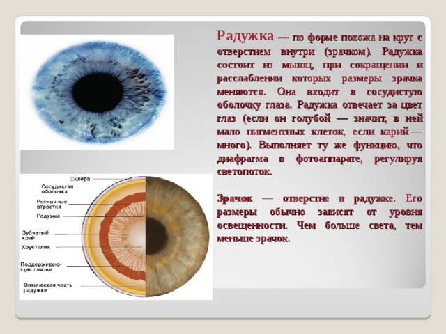 Изменение диаметра зрачка помогает глазу