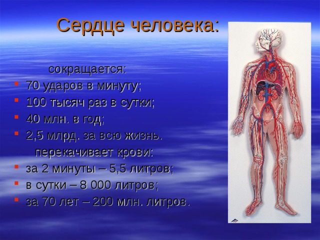 Сердце человека:  сокращается: 70 ударов в минуту; 100 тысяч раз в сутки; 40 млн. в год; 2,5 млрд. за всю жизнь.  перекачивает крови: за 2 минуты – 5,5 литров; в сутки – 8 000 литров; за 70 лет – 200 млн. литров. 