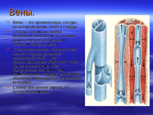 Презентация по теме: Строение и работа сердца. Круги кровообращения. разработана для студентов первого курса медицинских колледжей