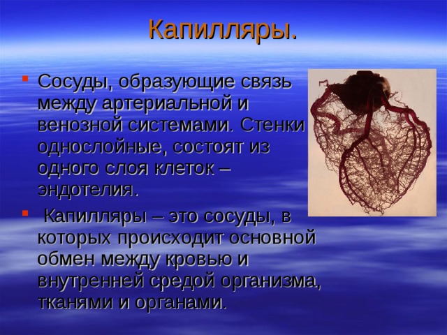 Презентация по теме: Строение и работа сердца. Круги кровообращения. разработана для студентов первого курса медицинских колледжей