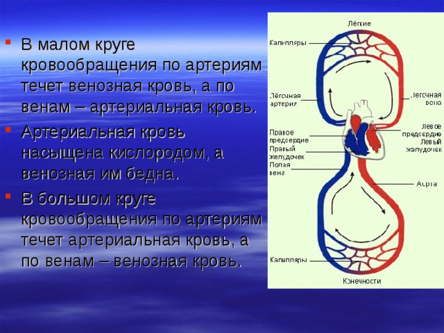 Артерии большого круга кровообращения презентация