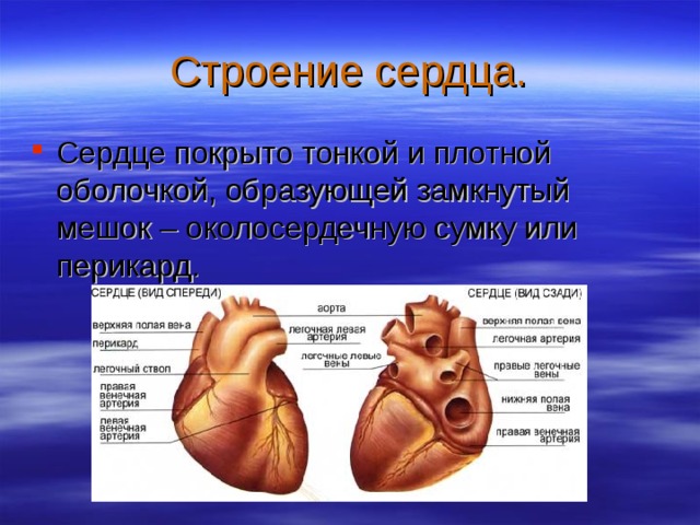 Строение сердца. Сердце покрыто тонкой и плотной оболочкой, образующей замкнутый мешок – околосердечную сумку или перикард. 
