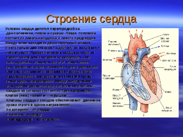 Строение сердца Условно сердце делится перегородкой на  две половинки, левую и правую. Левая половина состоит из левого желудочка и левого предсердия. Между ними находится двухстворчатый клапан. У него только две створки по-другому он называется митральным. Правая половина сердца состоит из  правого желудочка и правого предсердия. Они тоже отделены клапаном, но этот клапан имеет три створки и поэтому называется трехстворчатым. Клапаны открывают и закрывают проход между  предсердиями и желудочками, заставляя кровь течь в одном направлении. Между желудочками  и артериями расположены полулунные клапаны,  каждый из которых состоит из трех кармашков. Клапан (нем.) «клаппе» - «крышка».  Клапаны сердца и сосудов обеспечивают движение  крови строго в одном направлении:  по артериям – от сердца,  по венам – к сердцу,  из предсердий – в желудочки. 