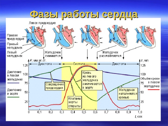 Фазы работы сердца 