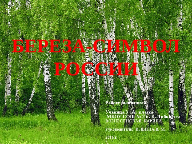Работу выполнила :  Ученица 3 «А» класса  МКОУ СОШ № 2 п. К. Либкнехта ВОЗНЕСЕНСКАЯ КАРИНА  Руководитель: ИЛЬИНА В. М.  2016 г.  БЕРЕЗА-СИМВОЛ РОССИИ 
