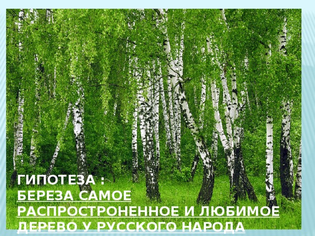       ГИПОТЕЗА : БЕРЕЗА САМОЕ РАСПРОСТРОНЕННОЕ И ЛЮБИМОЕ ДЕРЕВО У РУССКОГО НАРОДА 
