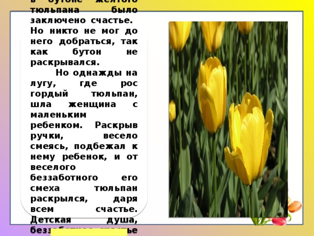 Легенда о тюльпане. Рассказ о тюльпане. Раскрывшийся тюльпан. Сколько раскрываются тюльпаны.