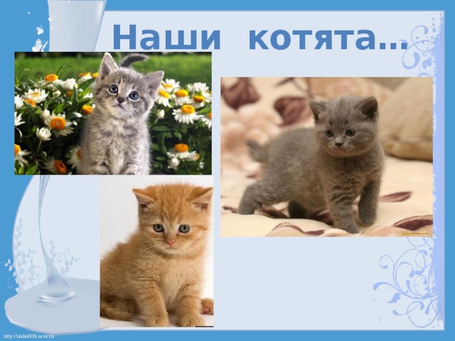 Наши котята… 