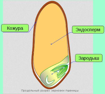 Зерно пшеницы зародыш эндосперм. Строение зерновки пшеницы. Анатомическое строение зерновки пшеницы. Зародыш в части эндосперма зерновки пшеницы.