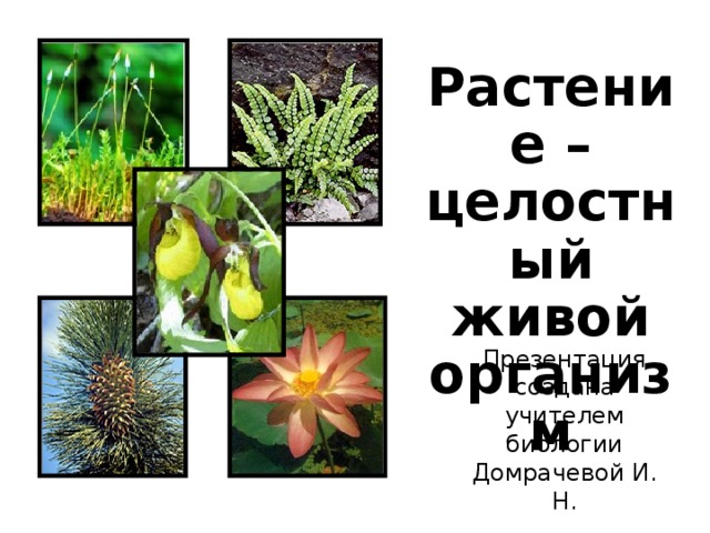 Растение – целостный живой организм Презентация создана учителем биологии Домрачевой И. Н. МОУ «СОШ № 42»  г Миасса 