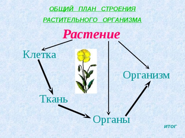 ОБЩИЙ ПЛАН СТРОЕНИЯ РАСТИТЕЛЬНОГО ОРГАНИЗМА Растение   Клетка   Организм  Ткань   Органы ИТОГ 