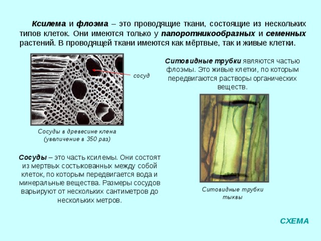 Ткань проводящая воду. Покровная ткань устьица. Покровная ткань Ксилема.