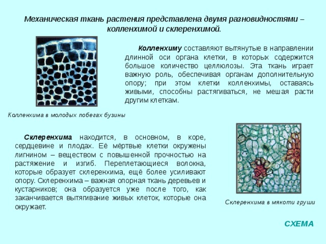 Ксилема флоэма папоротникообразных семенных Ситовидные трубки являются частью флоэмы. Это живые клетки, по которым передвигаются растворы органических веществ. сосуд Сосуды в древесине клена (увеличение в 350 раз) Сосуды – это часть ксилемы. Они состоят из мертвых состыкованных между собой клеток, по которым передвигается вода и минеральные вещества. Размеры сосудов варьируют от нескольких сантиметров до нескольких метров. Ситовидные трубки тыквы СХЕМА 