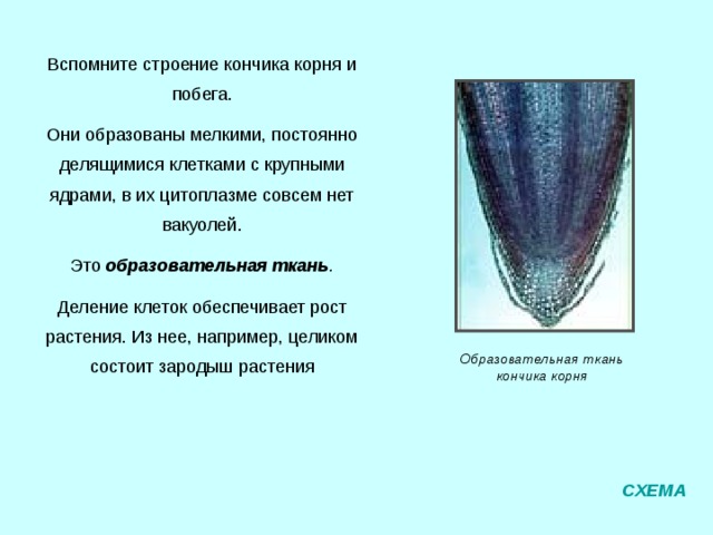 Механическая ткань растения представлена двумя разновидностями – колленхимой и склеренхимой. Колленхиму составляют вытянутые в направлении длинной оси органа клетки, в которых содержится большое количество целлюлозы. Эта ткань играет важную роль, обеспечивая органам дополнительную опору; при этом клетки колленхимы, оставаясь живыми, способны растягиваться, не мешая расти другим клеткам. Колленхима в молодых побегах бузины Склеренхима находится, в основном, в коре, сердцевине и плодах. Её мёртвые клетки окружены лигнином – веществом с повышенной прочностью на растяжение и изгиб. Переплетающиеся волокна, которые образует склеренхима, ещё более усиливают опору. Склеренхима – важная опорная ткань деревьев и кустарников; она образуется уже после того, как заканчивается вытягивание живых клеток, которые она окружает. Склеренхима в мякоти груши СХЕМА 