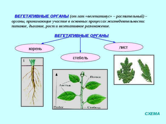Что из перечисленного относят к вегетативным органам. Строение вегетативных органов растений 6 класс. Структура вегетативного растения.