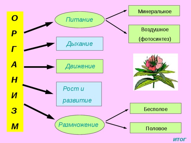 Функции растительного. Органы растений и их функции таблица. Органы растений и их функции 6 класс. Органы растений и их функции схема. Функции органов растений 6 класс.