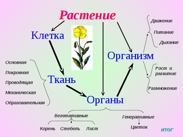 Движение растений 5 класс. Движение растений. Движение растений схема. Движение органов растений. Движение организмов растений.
