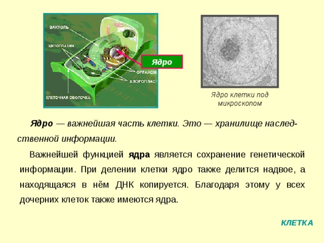 Ядро Ядро клетки под микроскопом Ядро — важнейшая часть клетки. Это — хранилище наслед-ственной информации. Важнейшей функцией ядра является сохранение генетической информации. При делении клетки ядро также делится надвое, а находящаяся в нём ДНК копируется. Благодаря этому у всех дочерних клеток также имеются ядра. КЛЕТКА 