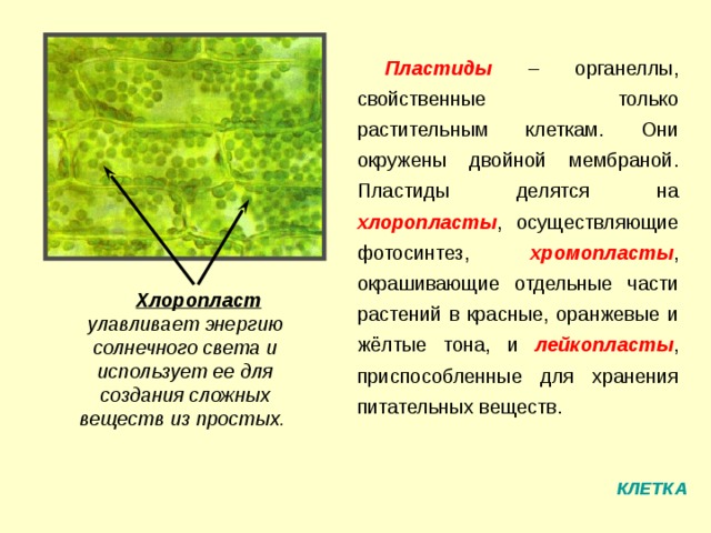 Пластиды – органеллы, свойственные только растительным клеткам. Они окружены двойной мембраной. Пластиды делятся на хлоропласты , осуществляющие фотосинтез, хромопласты , окрашивающие отдельные части растений в красные, оранжевые и жёлтые тона, и лейкопласты , приспособленные для хранения питательных веществ. Хлоропласт улавливает энергию солнечного света и использует ее для создания сложных веществ из простых. КЛЕТКА 