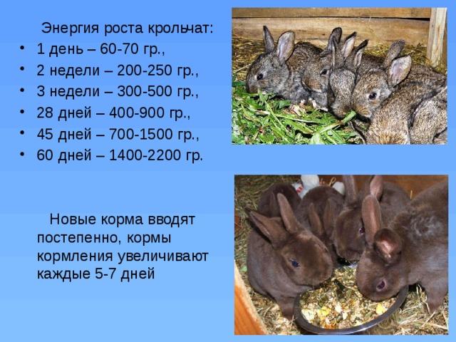 Быстрый рост кролика. Вес декоративного кролика по месяцам. Рост кролика. Рост кроликов по месяцам. Таблица для размножения кроликов.