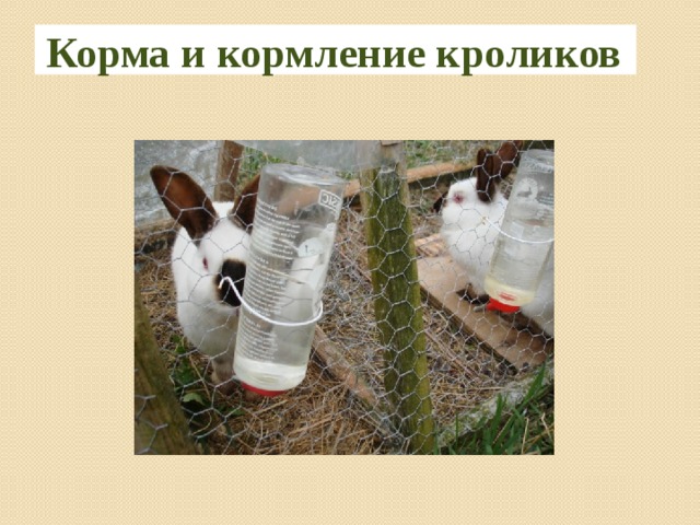Корма и кормление кроликов 