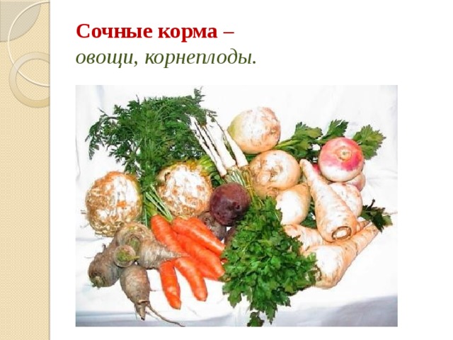Сочные корма –  овощи, корнеплоды. 