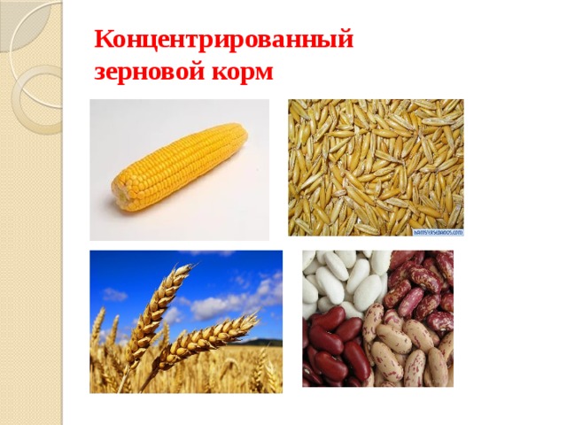 Концентрированный  зерновой корм 