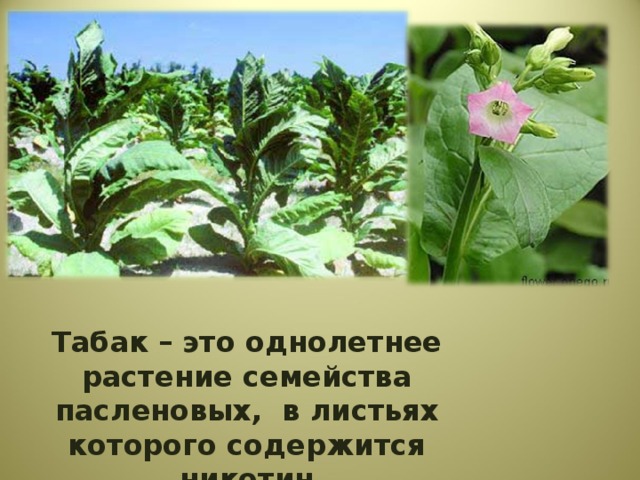 Табак – это однолетнее растение семейства пасленовых, в листьях которого содержится никотин 