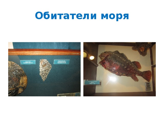 Обитатели моря 
