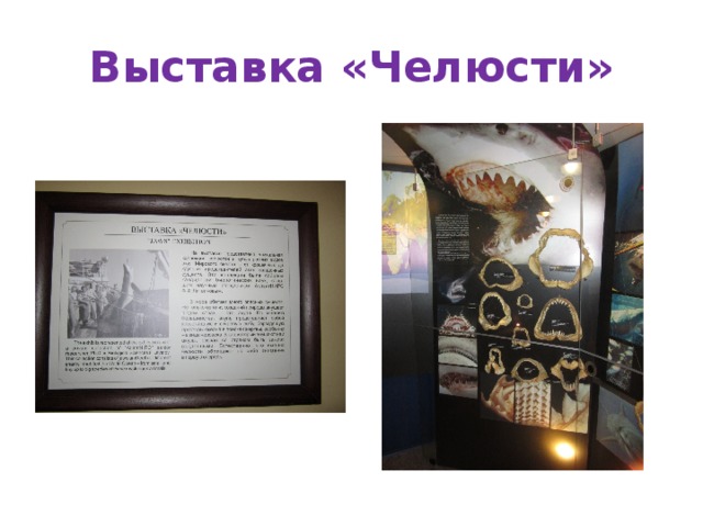 Выставка «Челюсти» 