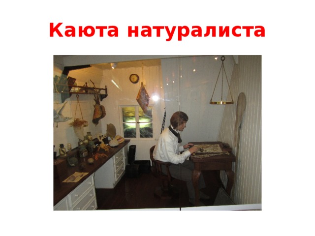 Каюта натуралиста 