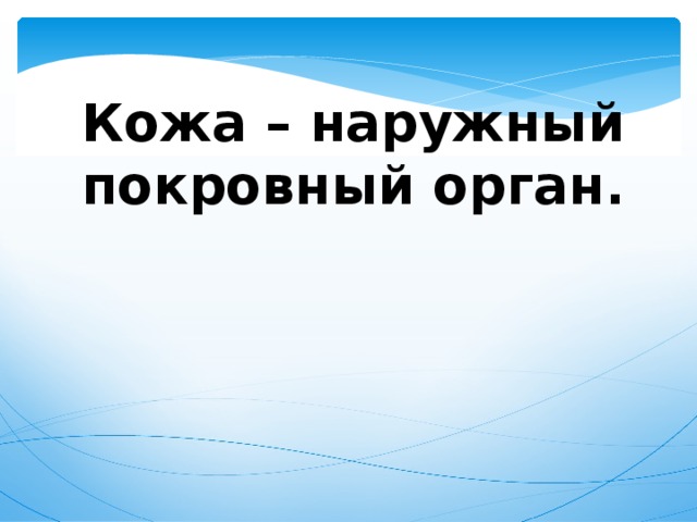 Кожа – наружный покровный орган. 