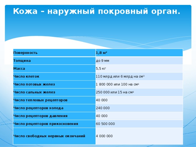 Кожа – наружный покровный орган.   Поверхность Толщина 1,8 м 2 до 9 мм Масса 5,5 кг Число клеток 110 млрд или 6 млрд на см 2 Число потовых желез 1 800 000 или 100 на см 2 Число сальных желез 250 000 или 15 на см 2 Число тепловых рецепторов 40 000 Число рецепторов холода 240 000 Число рецепторов давления 40 000 Число рецепторов прикосновения 60 500 000 Число свободных нервных окончаний 4 000 000 