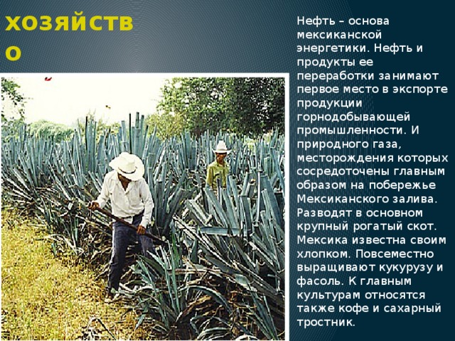Сельское хозяйство Нефть – основа мексиканской энергетики. Нефть и продукты ее переработки занимают первое место в экспорте продукции горнодобывающей промышленности. И природного газа, месторождения которых сосредоточены главным образом на побережье Мексиканского залива. Разводят в основном крупный рогатый скот. Мексика известна своим хлопком. Повсеместно выращивают кукурузу и фасоль. К главным культурам относятся также кофе и сахарный тростник. 