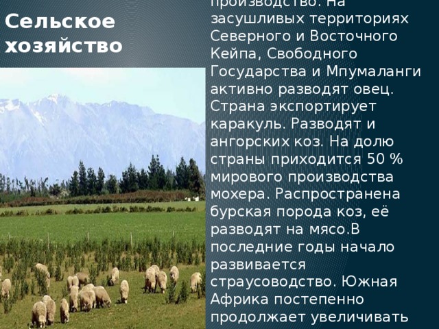 Сельское хозяйство Животноводство: Развито мясо-молочное производство. На засушливых территориях Северного и Восточного Кейпа, Свободного Государства и Мпумаланги активно разводят овец. Страна экспортирует каракуль. Разводят и ангорских коз. На долю страны приходится 50 % мирового производства мохера. Распространена бурская порода коз, её разводят на мясо.В последние годы начало развивается страусоводство. Южная Африка постепенно продолжает увеличивать экспорт мяса, кожи и перьев этой птицы. 