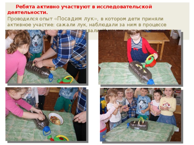 Ребята активно участвуют в исследовательской деятельности. Проводился опыт «Посадим лук», в котором дети приняли активное участие: сажали лук, наблюдали за ним в процессе прорастания, ухаживали, поливали. И конечно же, итог- свежие витамины на нашем столе. 