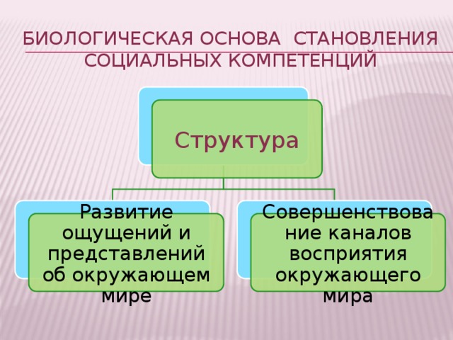 Биологическая основа становления социальных компетенций Структура Развитие ощущений и представлений об окружающем мире Совершенствование каналов восприятия окружающего мира 