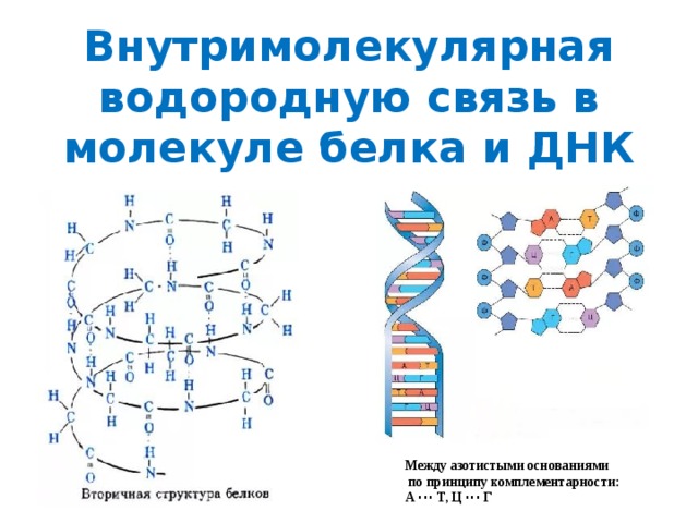 Днк в соединении с белком. Структура белка межмолекулярные связи. Схема образования внутримолекулярной водородной связи. Водородные связи в белках схема. Водородные связи во вторичной структуре белка.