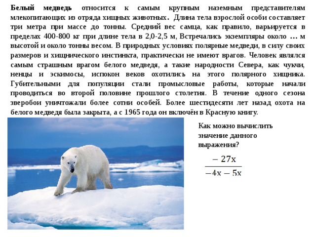 Весы медведь. Вес белого медведя взрослого. Вес полярного медведя. Сколько весит белый медведь. Белый медведь длина тела.