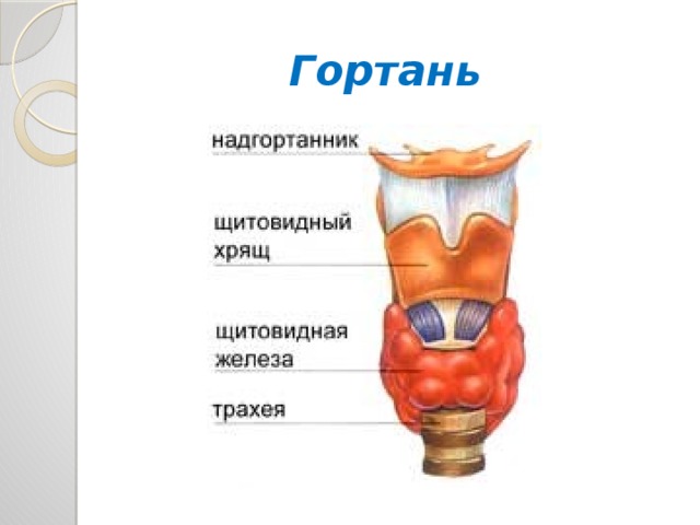 Гортань биология 8 класс. Гортань с подписями. Щитовидный хрящ гортани. Гортань вид спереди.